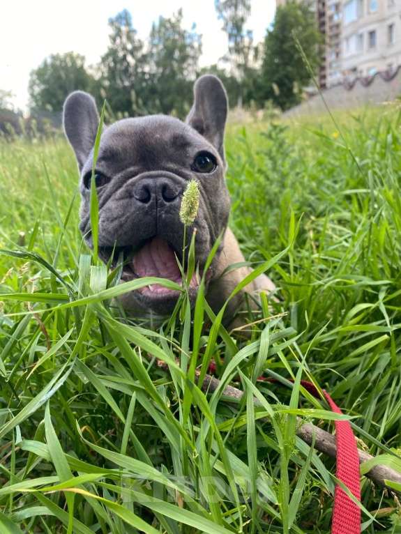 Собаки в Санкт-Петербурге: Вязка с Чистокровным Французским бульдогом Мальчик, 20 000 руб. - фото 2