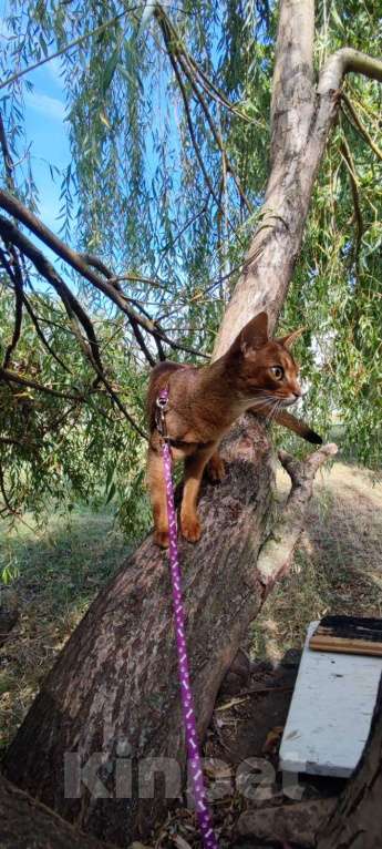 Кошки в Брянске: Абиссинская кошка Девочка, 20 000 руб. - фото 6