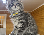 Кошки в Москве: Мейн-кун котенок Мальчик, 50 000 руб. - фото 2