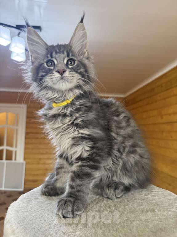 Кошки в Москве: Мейн-кун котенок Мальчик, 50 000 руб. - фото 2