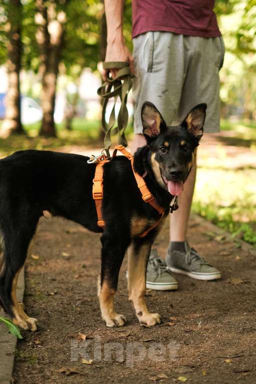 Собаки в Санкт-Петербурге: Весëлый Скаут из приюта в добрые руки Мальчик, Бесплатно - фото 9