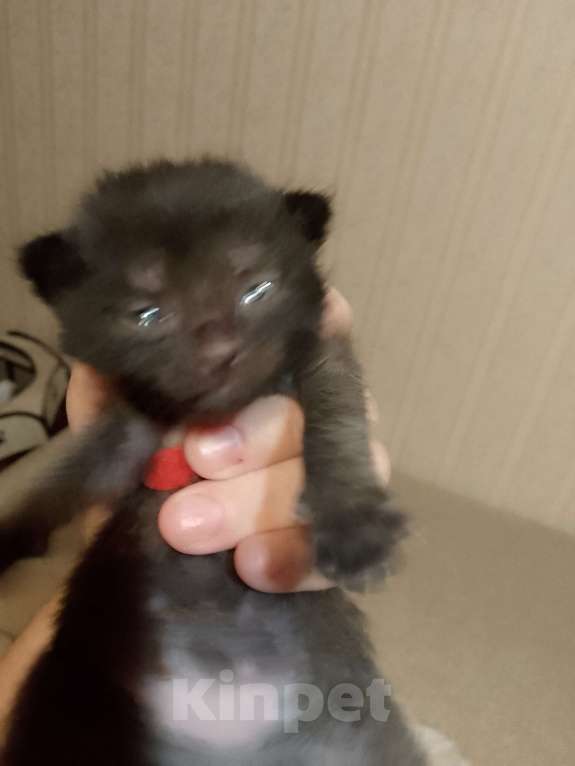 Кошки в Кирове: Красный цвет  Девочка, 2 500 руб. - фото 1