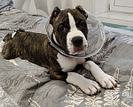 Собаки в Туле: Щенок Амстаффа Мальчик, 25 000 руб. - фото 4