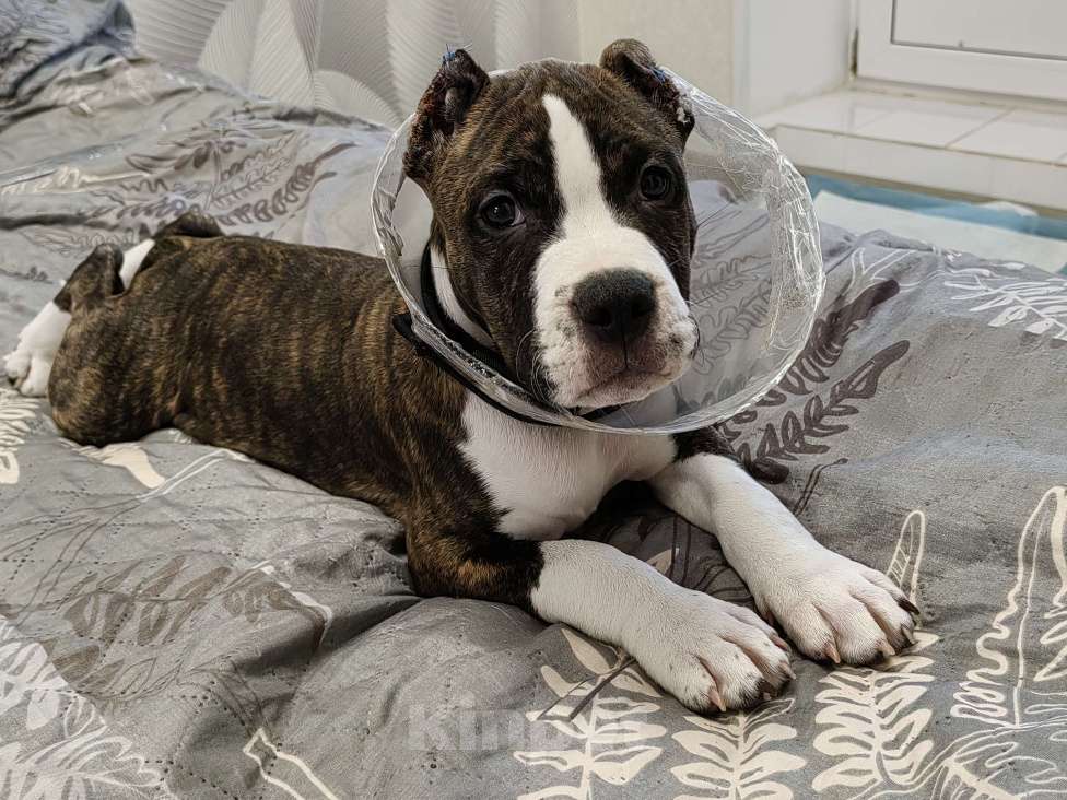 Собаки в Туле: Щенок Амстаффа Мальчик, 25 000 руб. - фото 4