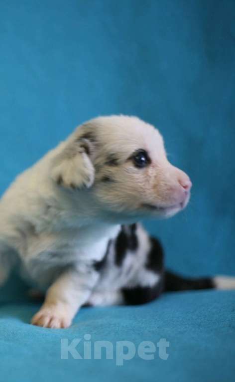 Собаки в Кирове: Девочки корги кардиган Девочка, 50 000 руб. - фото 6