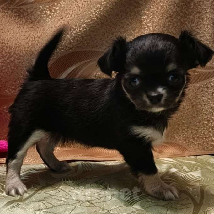 Собаки в Москве: Чихуахуа девочка  Девочка, 24 000 руб. - фото 2