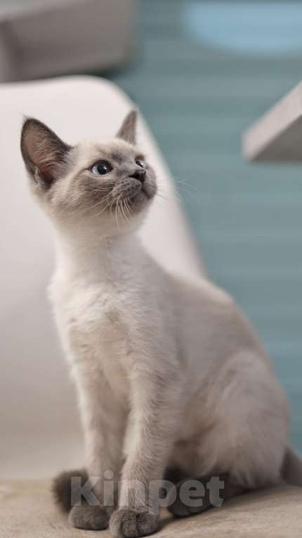 Кошки в Москве: Котенок Эльза  Девочка, 25 000 руб. - фото 3