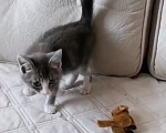 Кошки в Москве: Маленькая кошечка ищет любящий дом 🐱 Девочка, 200 руб. - фото 4