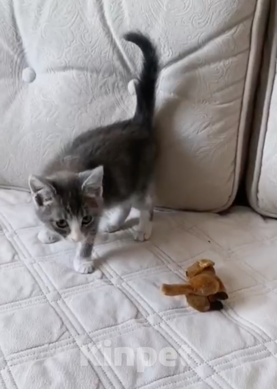 Кошки в Москве: Маленькая кошечка ищет любящий дом 🐱 Девочка, 200 руб. - фото 4