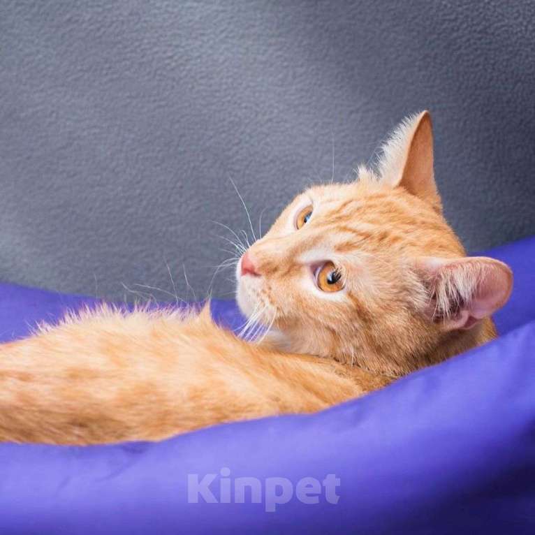 Кошки в Москве: Спустя практически год после спасения котика Чарли так никто и не смог полюбить Мальчик, Бесплатно - фото 5