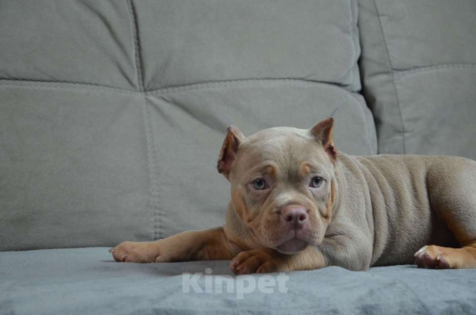 Собаки в других городах Тверской области: Американский Булли 6.09.2025 покет /стандарт  Девочка, 130 000 руб. - фото 2