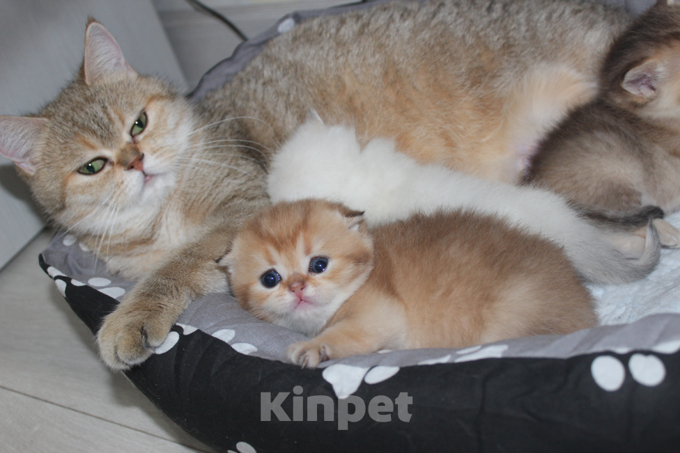 Кошки в Казани: Кошечка Мальчик, 45 000 руб. - фото 2