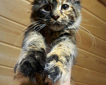 Кошки в Санкт-Петербурге: Котёнок кошечка Мейн-куна  Девочка, 20 000 руб. - фото 2