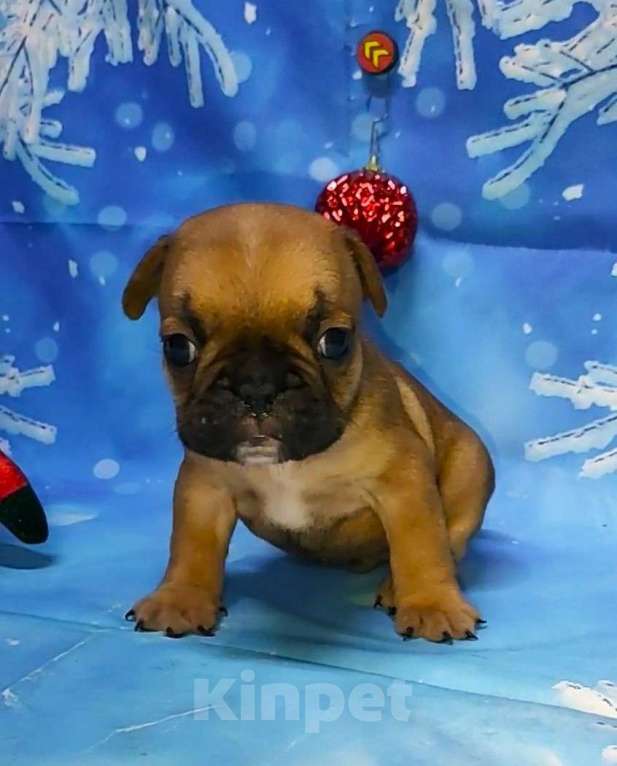 Собаки в Красноармейске: Щенки французкого бульдога Мальчик, 30 000 руб. - фото 7