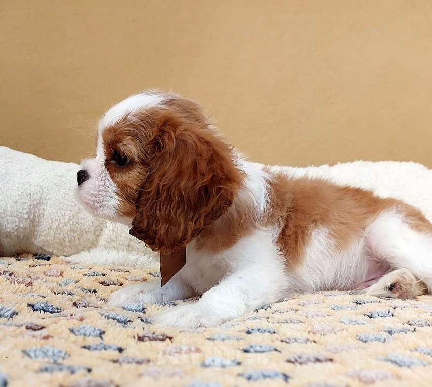 Собаки в Белгороде: Щенки кавалер кинг чарльз спаниель мальчики и девочки  Мальчик, Бесплатно - фото 3