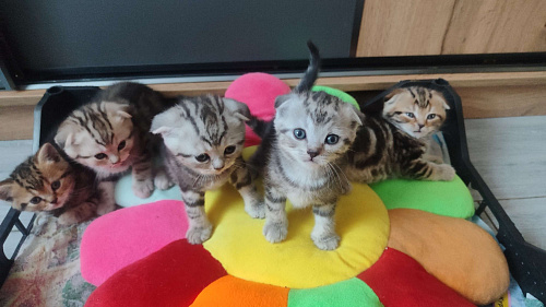 Котята