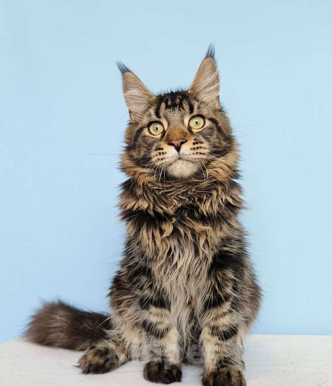 Кошки в Москве: Котёнок Мейн-Кун из питомника Мальчик Мальчик, 30 000 руб. - фото 4