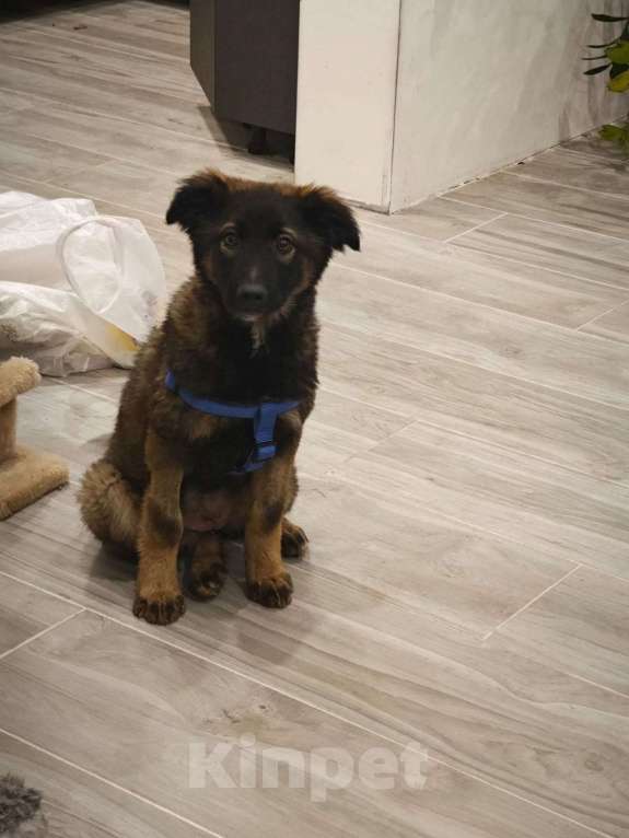 Собаки в Москве: Девочка с умными глазами Пуша 3,5 месяца ищет дом  Девочка, Бесплатно - фото 3