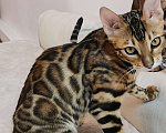 Кошки в Брянске: Красавец в любимцы Мальчик, 25 000 руб. - фото 4