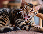 Кошки в Наро-Фоминске: Бенгальский кот. Приглашаем на вязку, 12 000 руб. - фото 4
