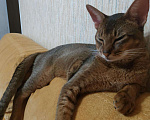 Кошки в Балашихе: Вязка, 4 000 руб. - фото 4