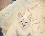Кошки в Духовщине: Котенок, 100 руб. - фото 5