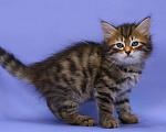 Кошки в Ливны: Сибирские котята классического окраса, 40 000 руб. - фото 1