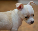 Собаки в Туле: Чихуахуа щенок Мальчик, 7 000 руб. - фото 8