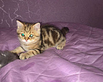 Кошки в Рязани: котенок шотландский Мальчик, 7 000 руб. - фото 1
