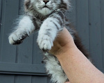 Кошки в Санкт-Петербурге: Котенок мейн-куна кошечка Девочка, 45 000 руб. - фото 1