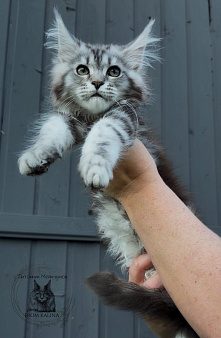 Котенок мейн-куна кошечка