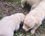 Собаки в Ореховом-Зуево: Отдаём щенков в добрые руки Мальчик, Бесплатно - фото 4