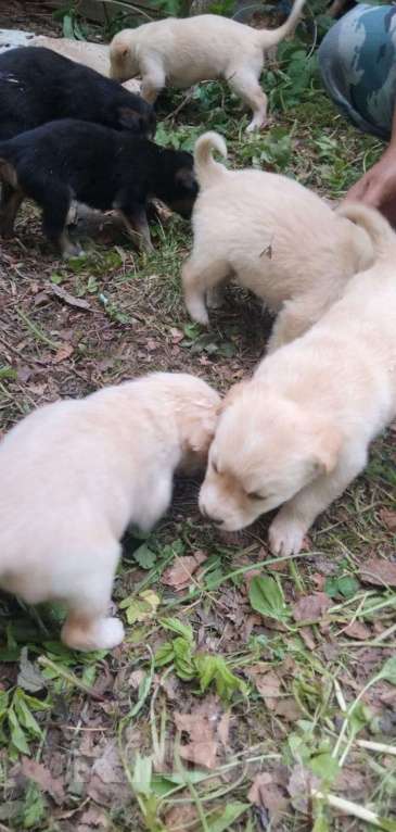 Собаки в Ореховом-Зуево: Отдаём щенков в добрые руки Мальчик, Бесплатно - фото 4