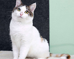 Кошки в Москве: Умнейшая трехцветная кошечка Женечка в добрые руки Девочка, 10 руб. - фото 4