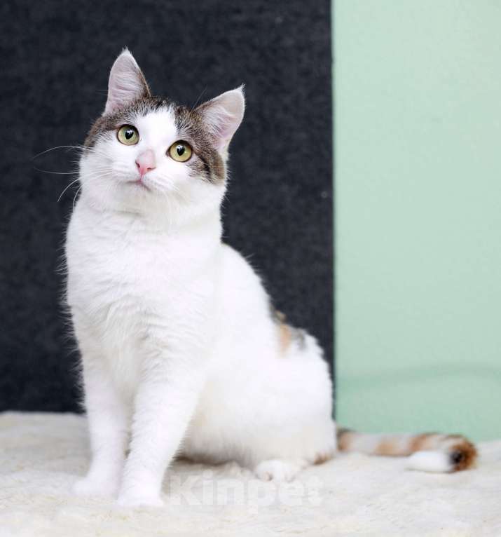 Кошки в Москве: Умнейшая трехцветная кошечка Женечка в добрые руки Девочка, 10 руб. - фото 4