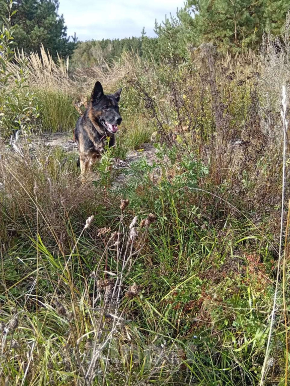Собаки в других городах Московской области: Ищем хозяина для найденного кобеля немецкой овчарки Мальчик, Бесплатно - фото 4