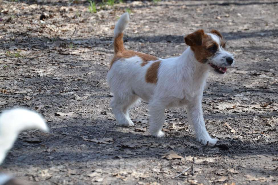 Собаки в Саратове: Девочки джек рассел терьера Девочка, Бесплатно - фото 4