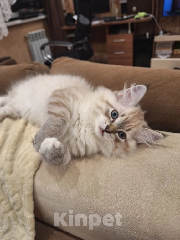 Кошки в Кохме: Невская маскарадная девочка Девочка, 45 000 руб. - фото 8