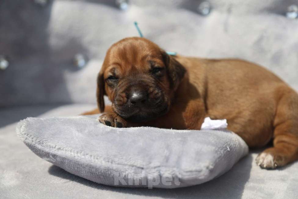 Собаки в Москве: Щенки Родезийского риджбека 29.06.2025 Мальчик, 120 000 руб. - фото 6