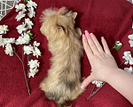 Собаки в Москве: Рыжий йорк с голубым глазом девочка мини Девочка, 100 000 руб. - фото 8