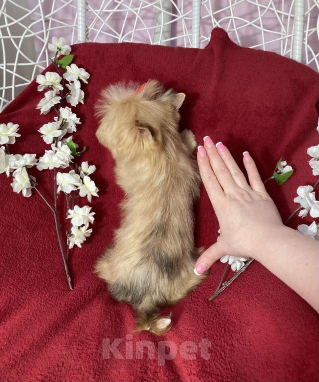 Собаки в Москве: Рыжий йорк с голубым глазом девочка мини Девочка, 100 000 руб. - фото 8