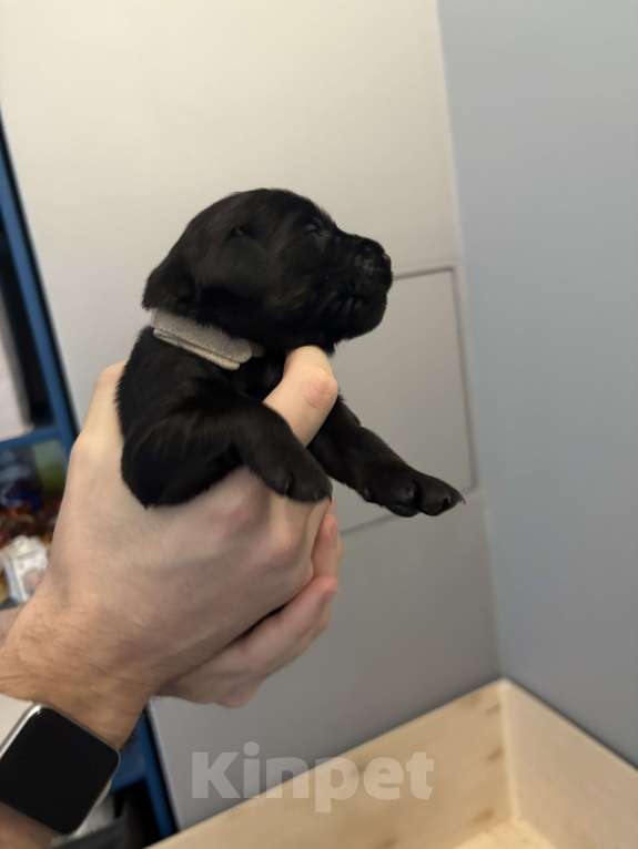 Собаки в Москве: Бронируем щенков поямошерсного ретривера флэт Мальчик, 75 000 руб. - фото 1