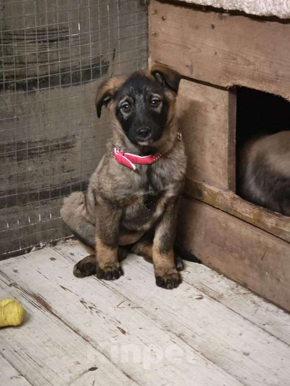 Собаки в Красногорске: Девочка Ляля 2,5 месяца с умными глазками ищет дом Девочка, Бесплатно - фото 1