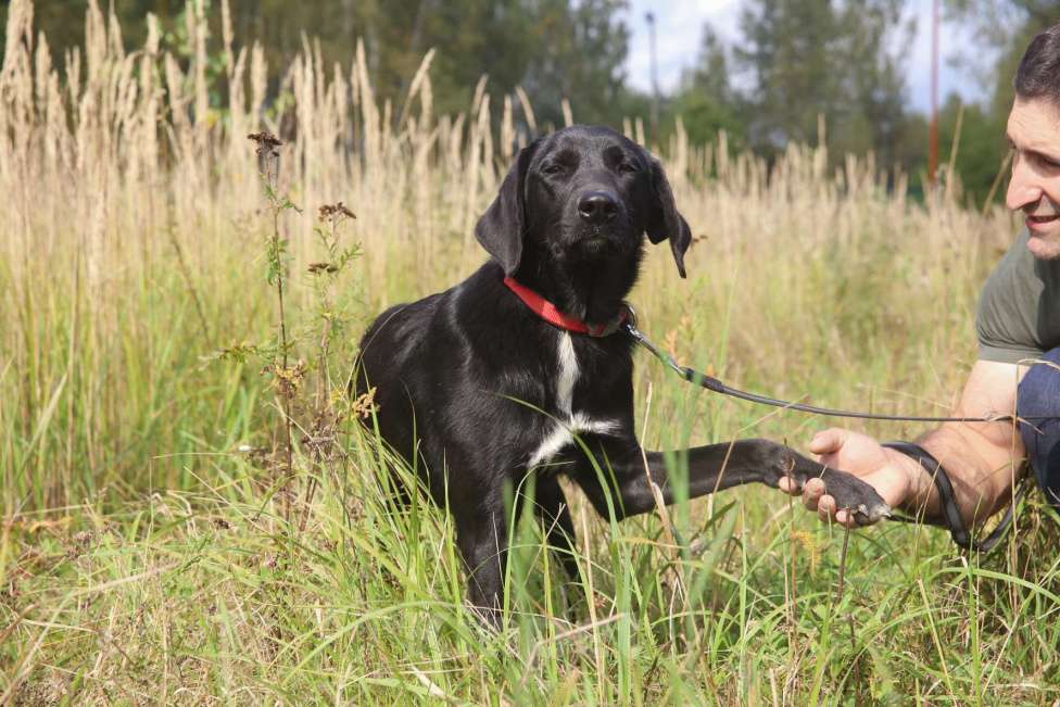 Собаки в Москве: Берта Девочка, Бесплатно - фото 3