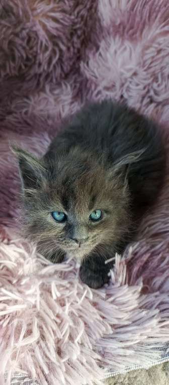 Кошки в Москве: Мейн-кун мальчик Мальчик, 45 000 руб. - фото 4