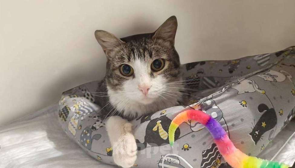 Кошки в Москве: кошка Мия ищет дом Девочка, Бесплатно - фото 1