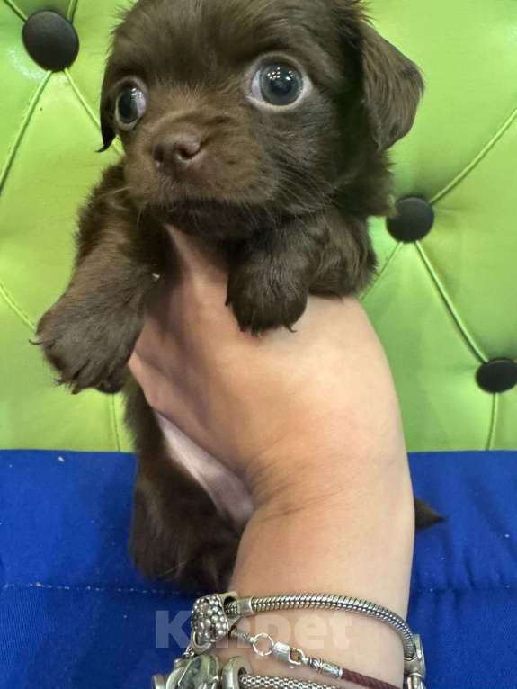 Собаки в Москве: Малыш  шоколадка   Мальчик, 25 000 руб. - фото 2