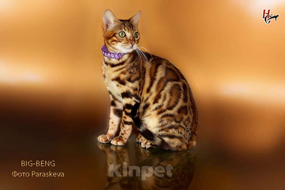 Кошки в Санкт-Петербурге:  Бенгальский кот 3 месяца Мальчик, 40 000 руб. - фото 5