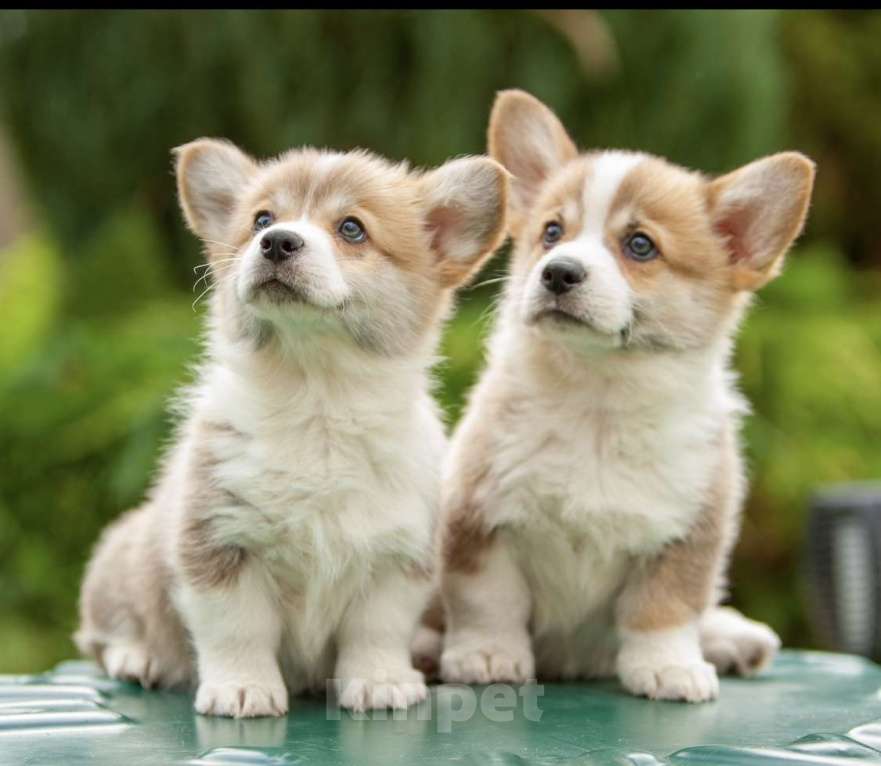 Собаки в Пушкино: Щенки вельш корги Пемброк Мальчик, 40 000 руб. - фото 1