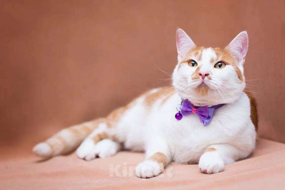 Кошки в Москве: Рыжая Лионелла в добрые руки Девочка, Бесплатно - фото 5